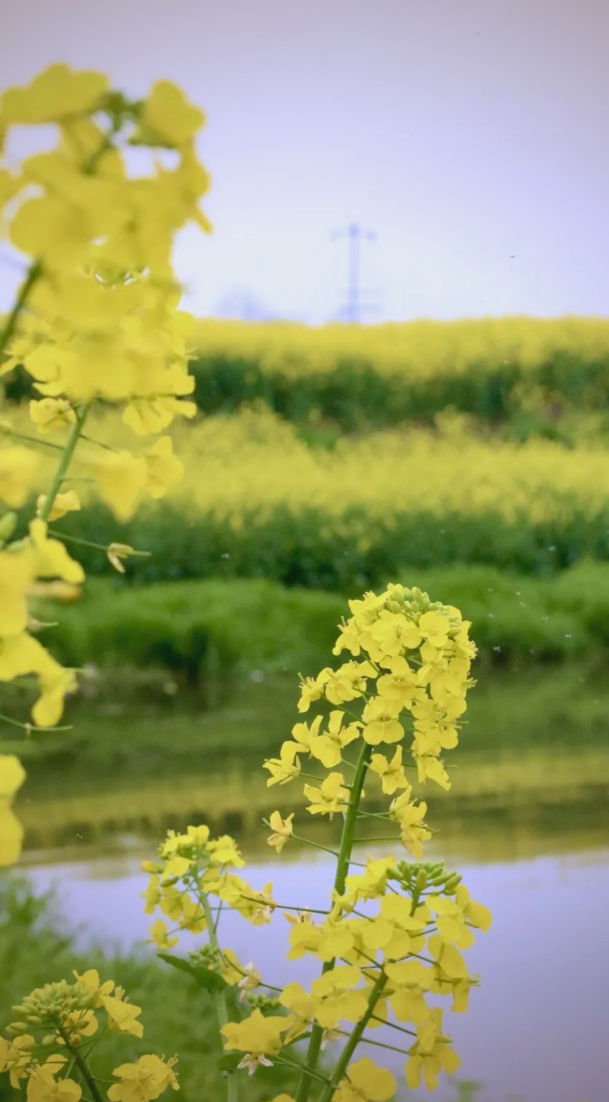 成都周边游:邛崃两河村的油菜花与江南水乡