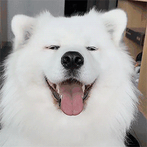 表情包:又是摸鱼的一天