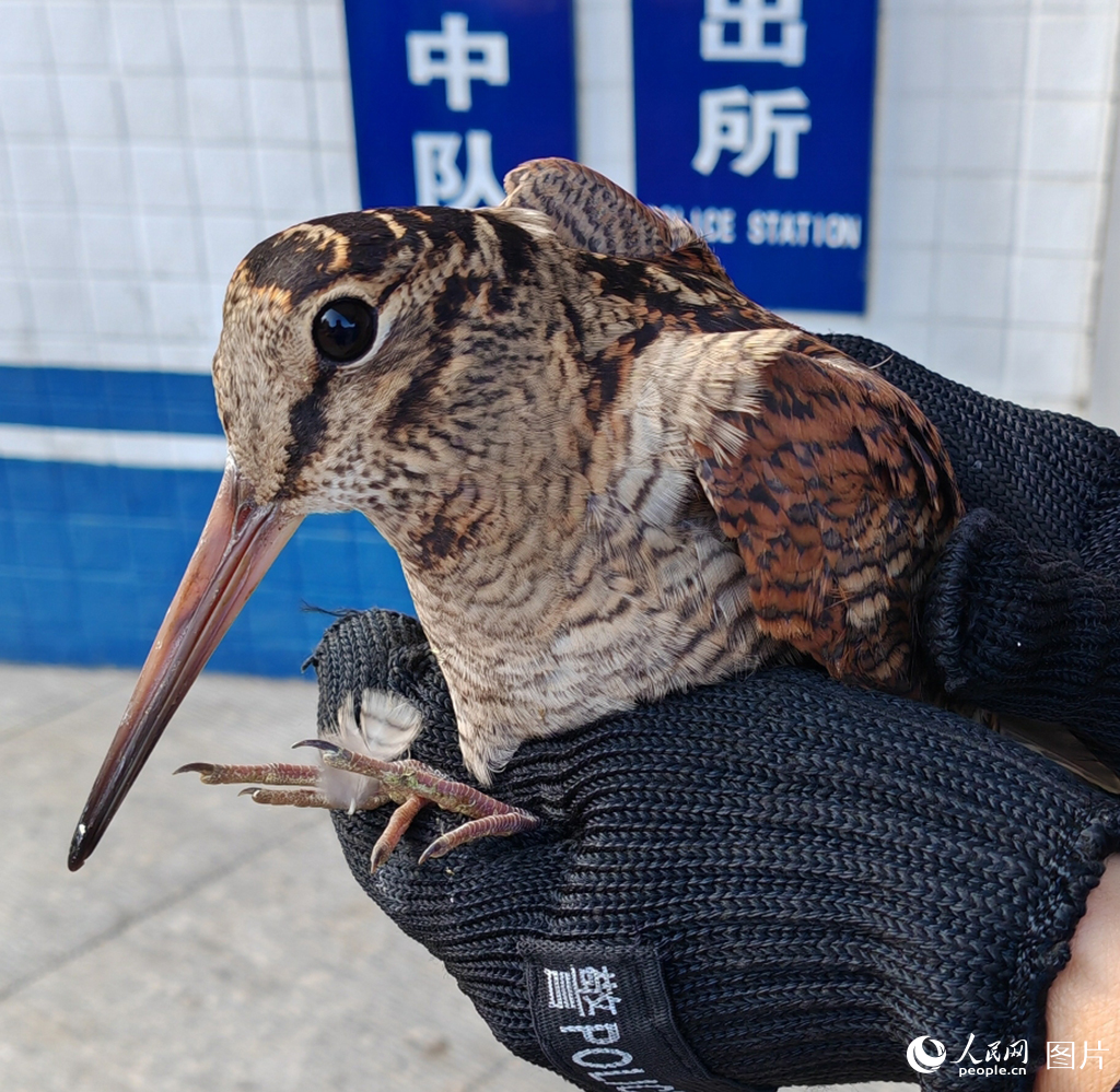 丘鹬图片