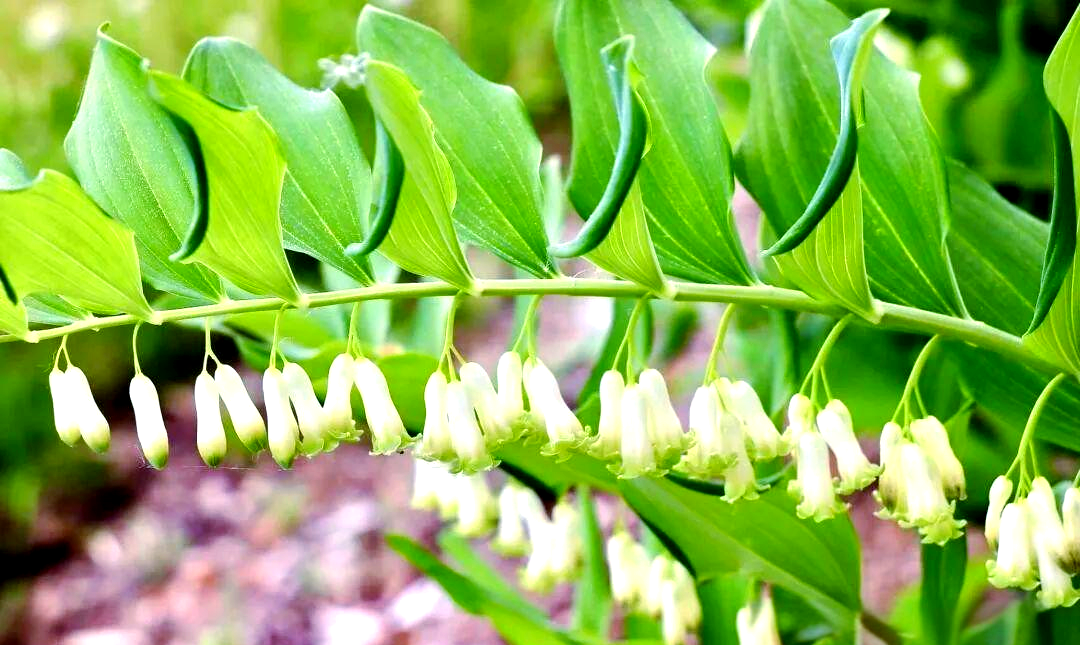 玉竹,这一中药瑰宝,不仅以其甘甜的口感和微寒的特性著称,更在中医