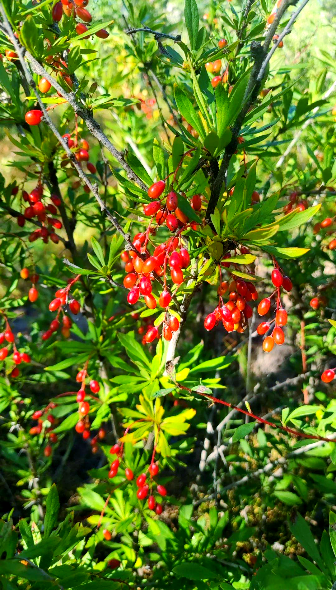 小檗这种植物,它偏爱生长在山地,沟谷,林缘以及灌丛之中