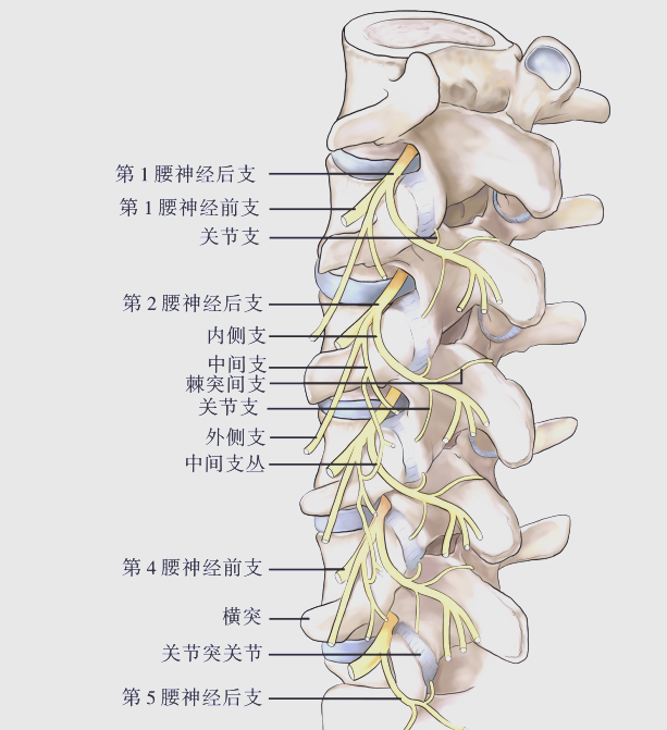 脊神经的精细结构与脊柱手术的关系深度解析