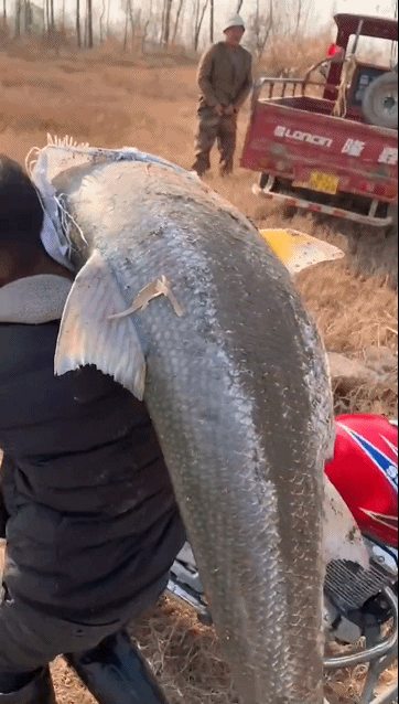 湖北一男子背着鱼在村里转悠看清肩上的东西后网友齐声叫好