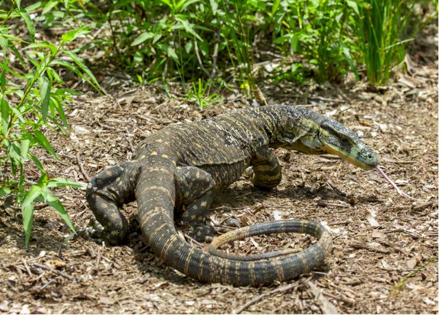 国家一级!云南龙陵极危物种圆鼻巨蜥 隔10年,圆鼻巨蜥现状如何?