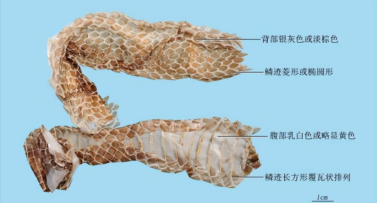 蛄风良药:蛇蜕的多重功效与使用指南