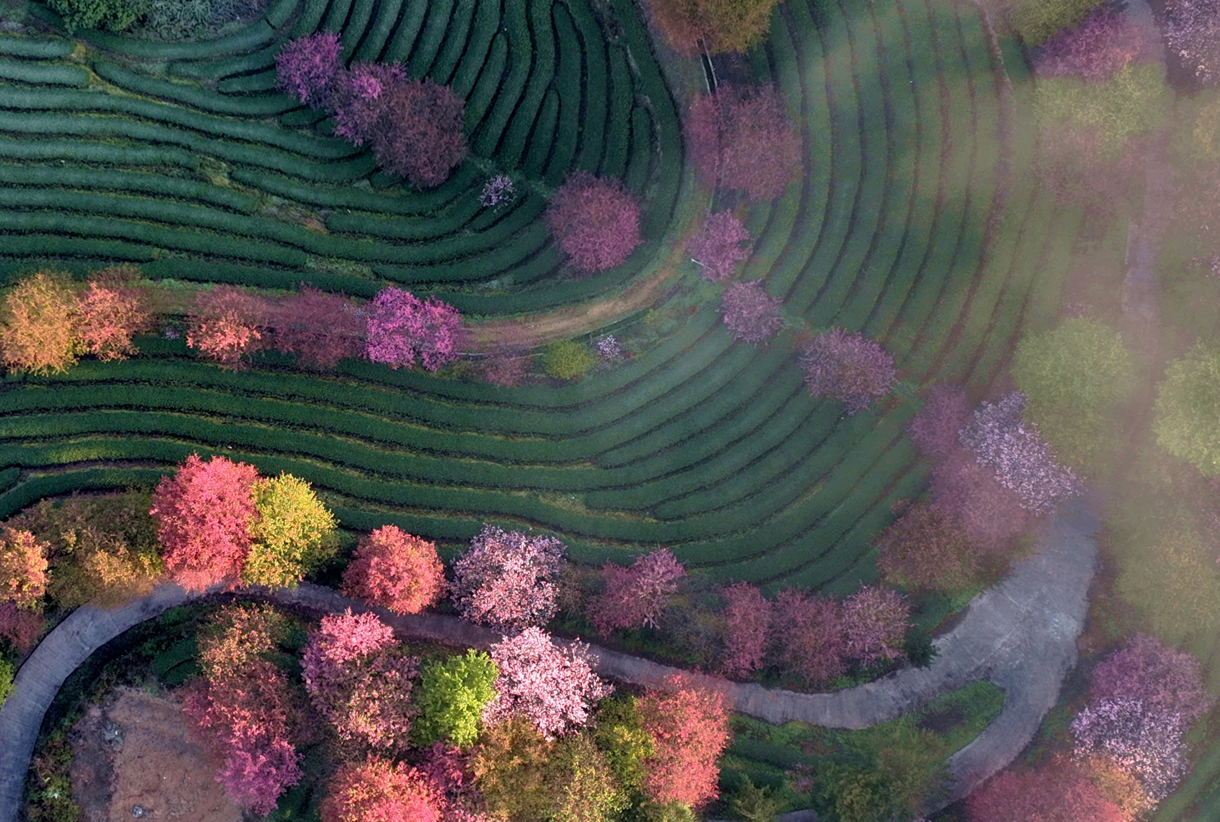 福建茶园樱花图片