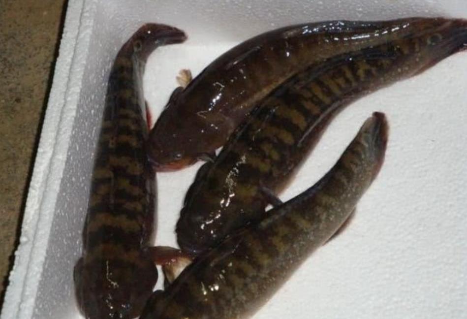 我的价格多少钱一斤