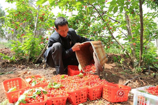 會澤縣馬路鄉:深耕本地富民產業 澆灌鄉村振興之花