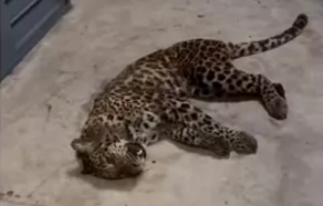 惊了!三只金钱豹,20天前就已外逃