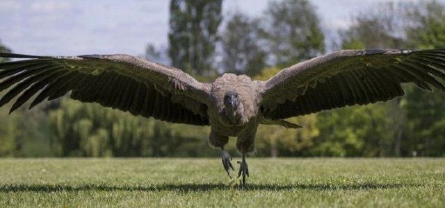 阿根廷巨鹰灭绝了吗?