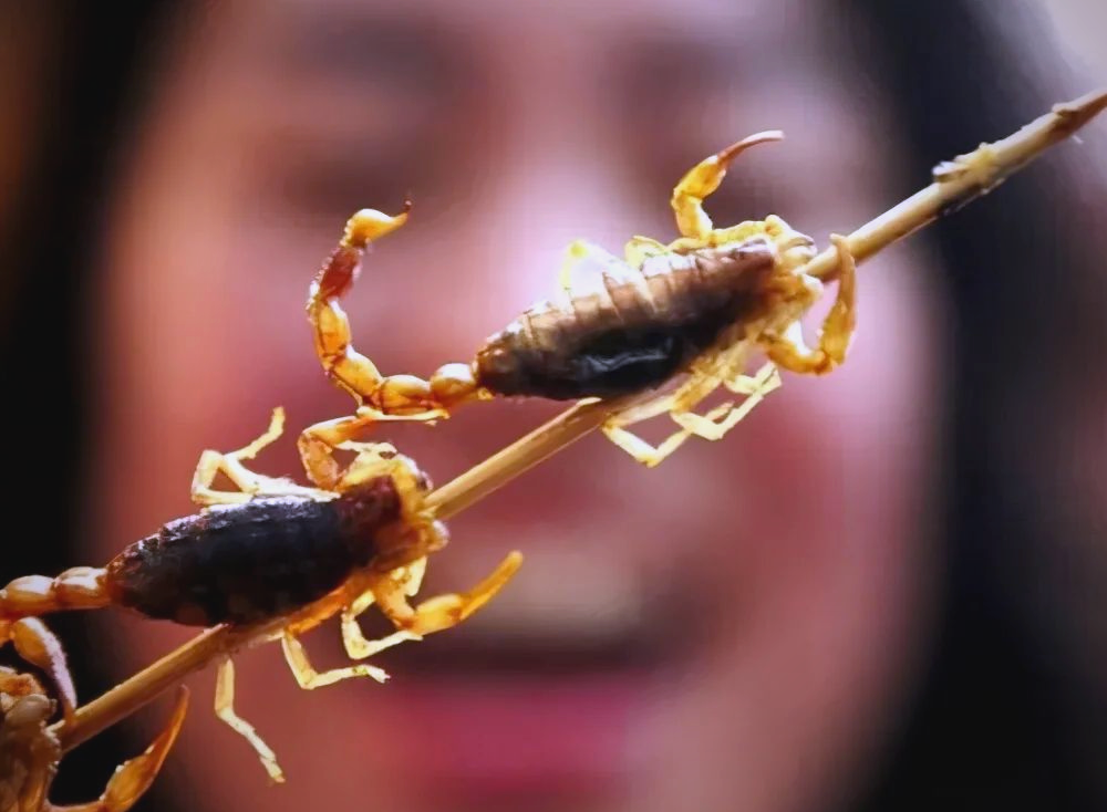 毒蝎子与美味蝎子:了解蝎子界的生存真相