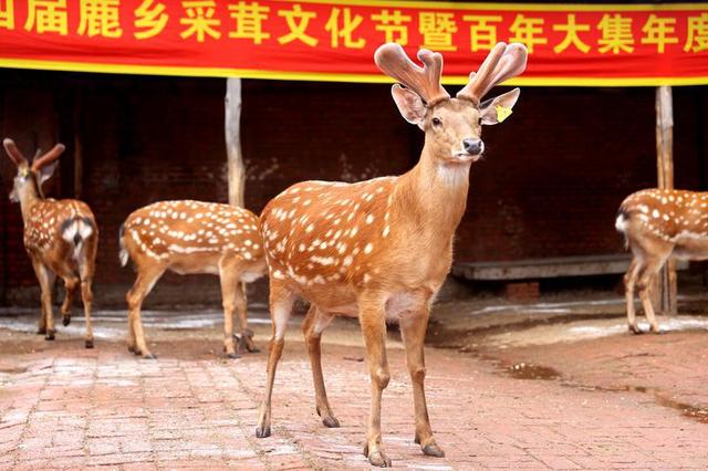 长春双阳举办第四届鹿乡采茸文化节