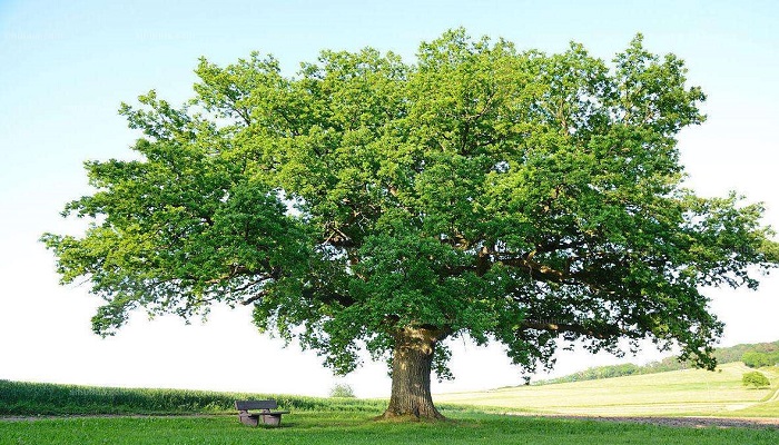 栎树和橡树的区别