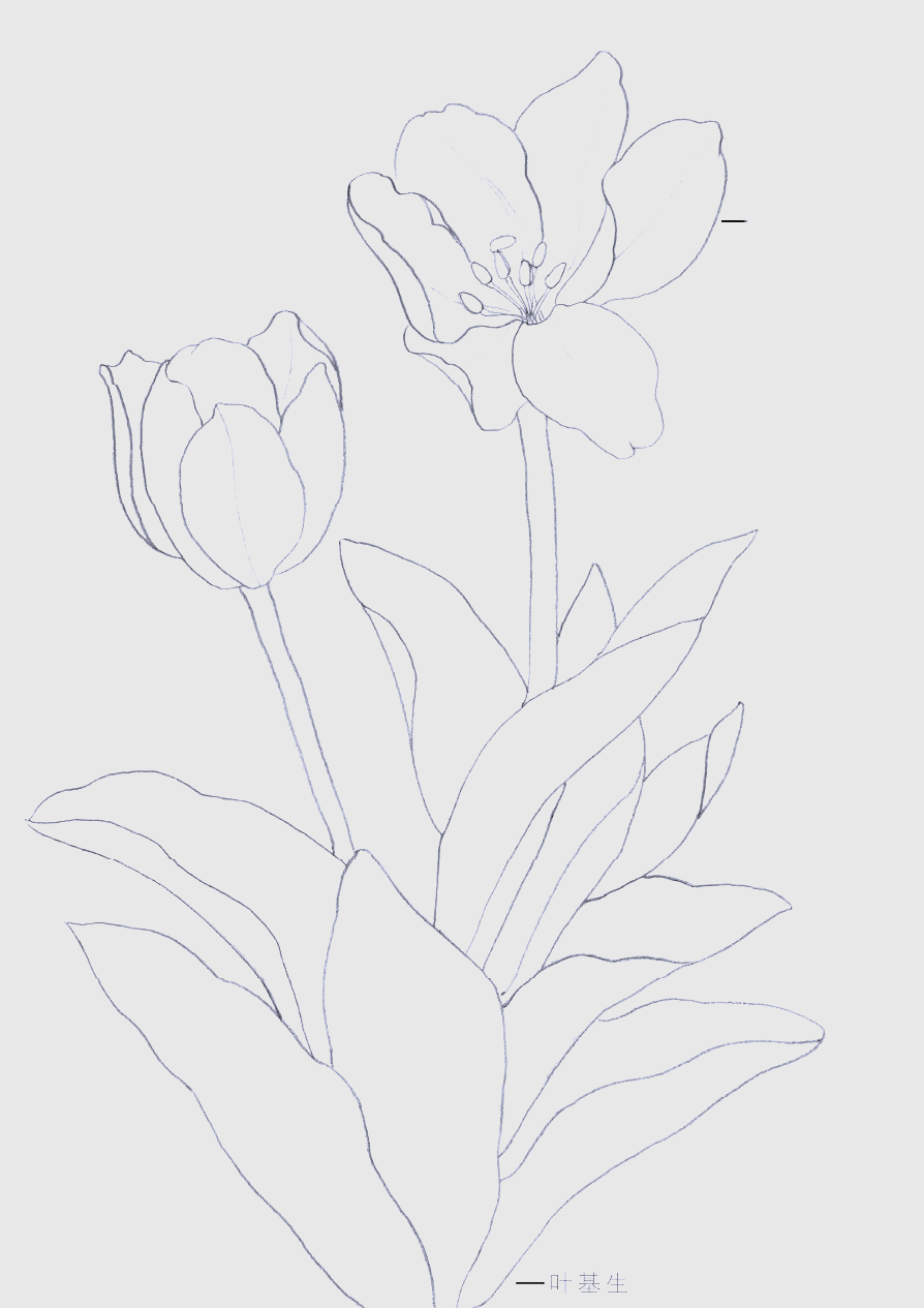 技法分享:樱花与郁金香的白描花卉线描画法
