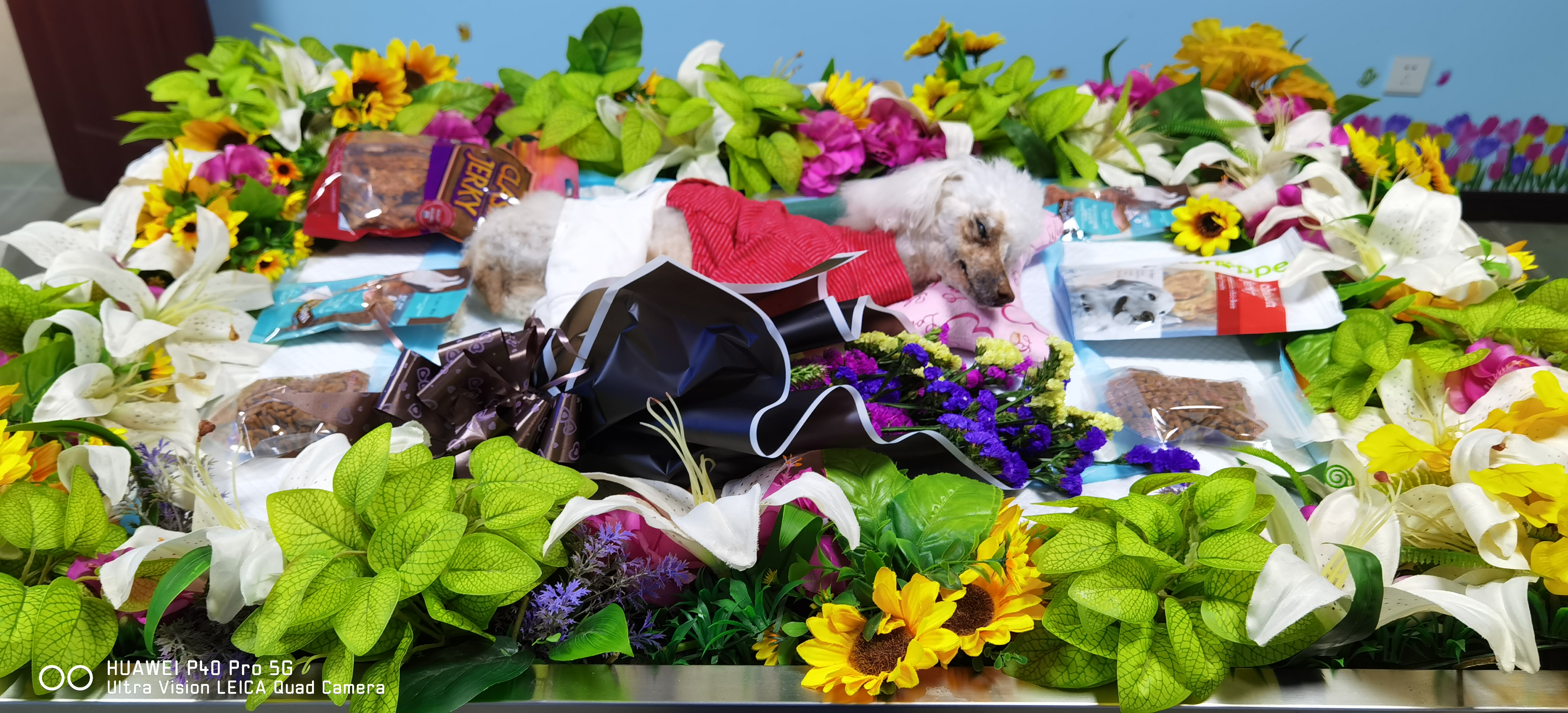 沈阳宠物火化宠物殡葬15940114444