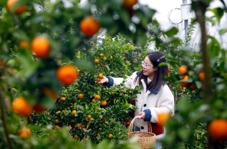 梁平砂糖橘打了一场"翻身仗"