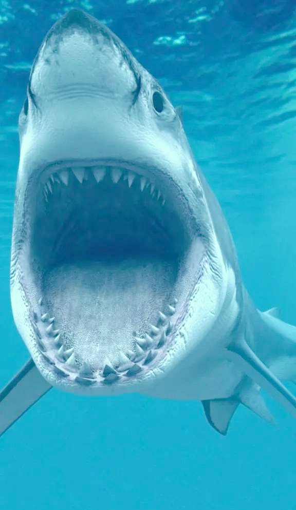 海洋科普:鲨鱼的真实面貌与多样化种类