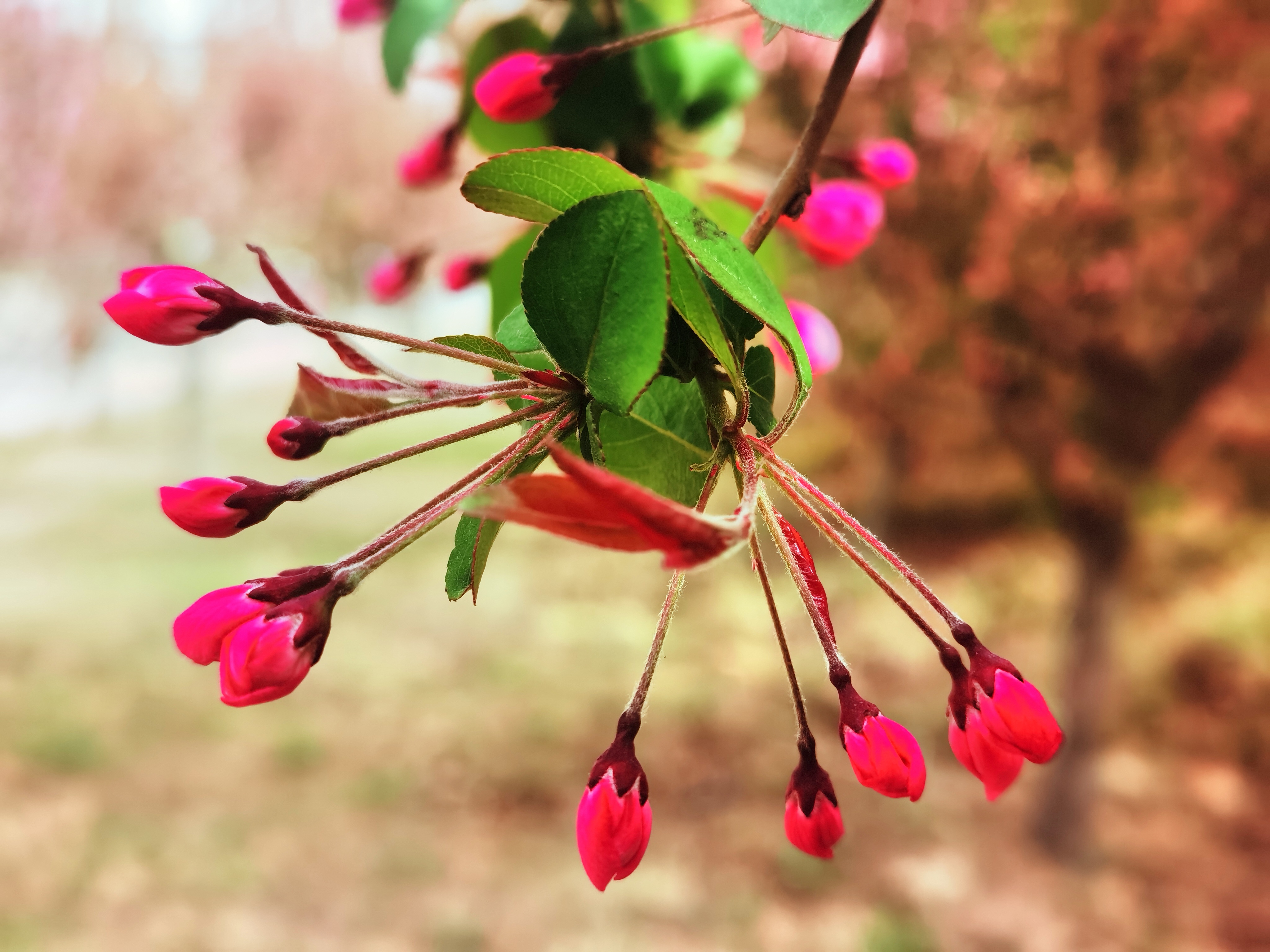 西平海棠:半开时节最妖娆