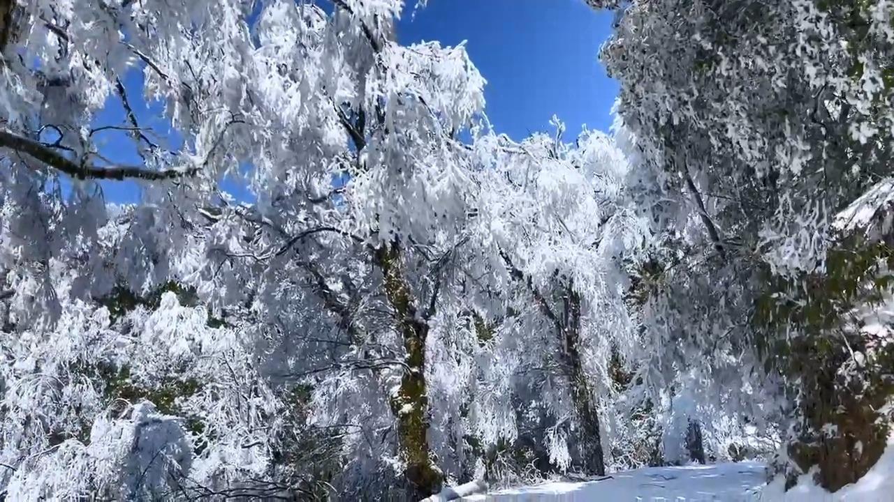阳明山雪景图片