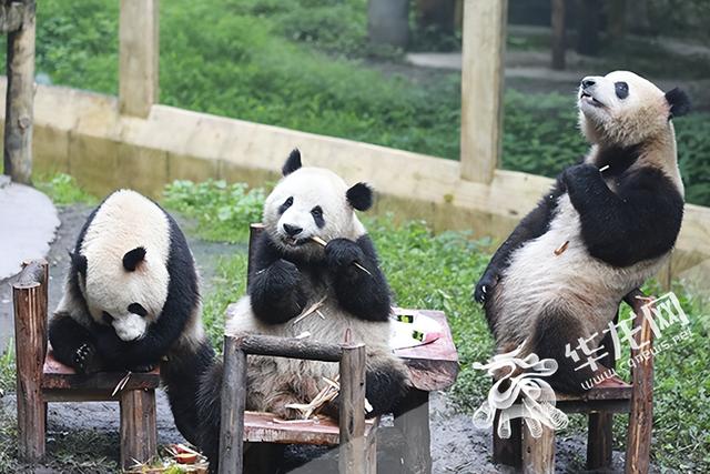 可爱加倍惊喜翻番重庆动物园6只熊猫过生日