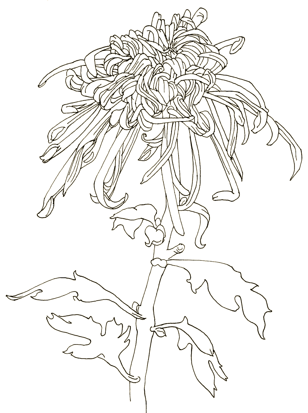 探索春季线描画:花卉的细腻与浪漫