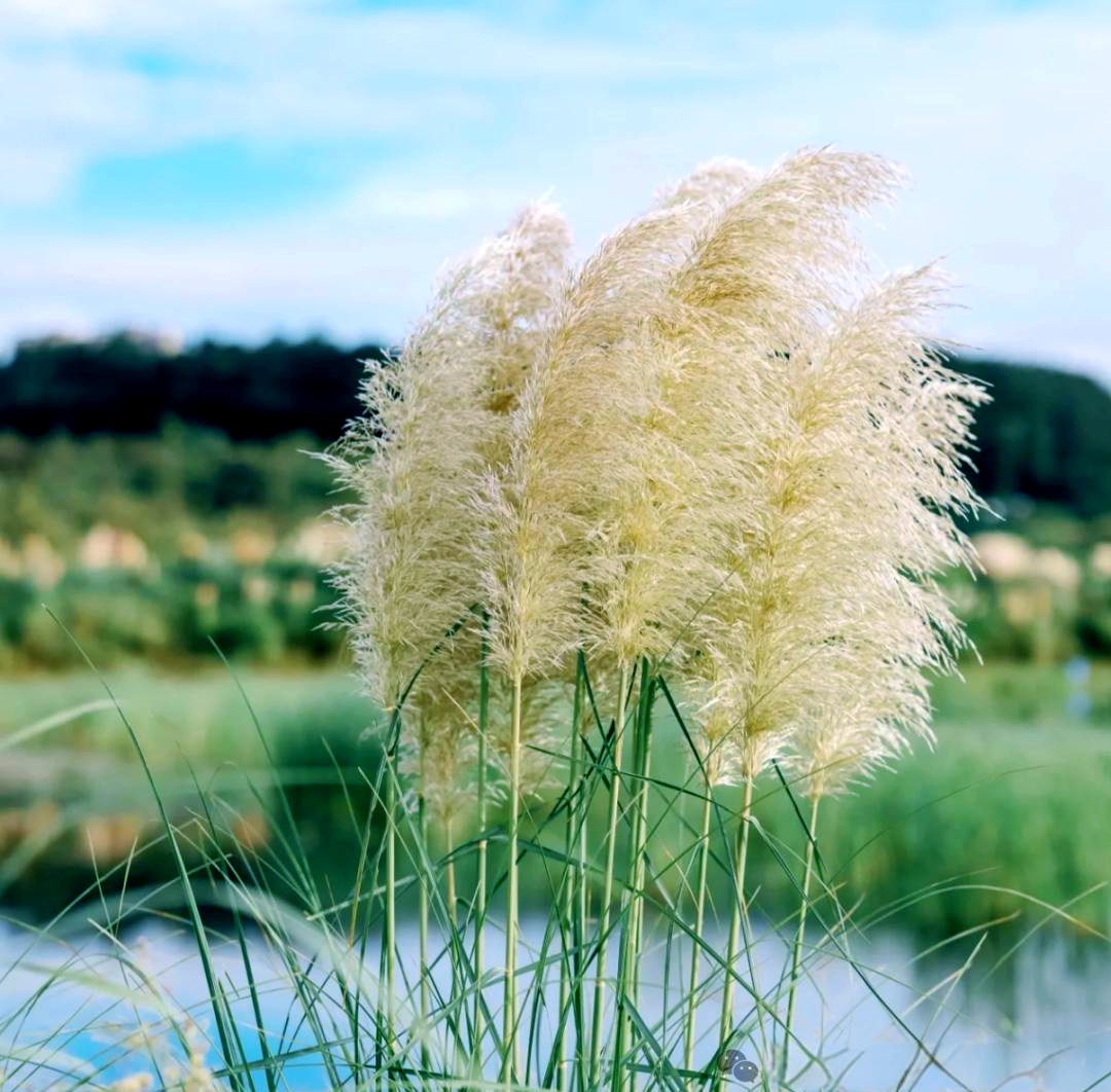 探索植物世界:芦苇的多样性与重要性