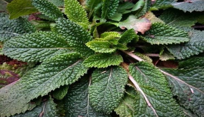 蛤蟆皮草的学名