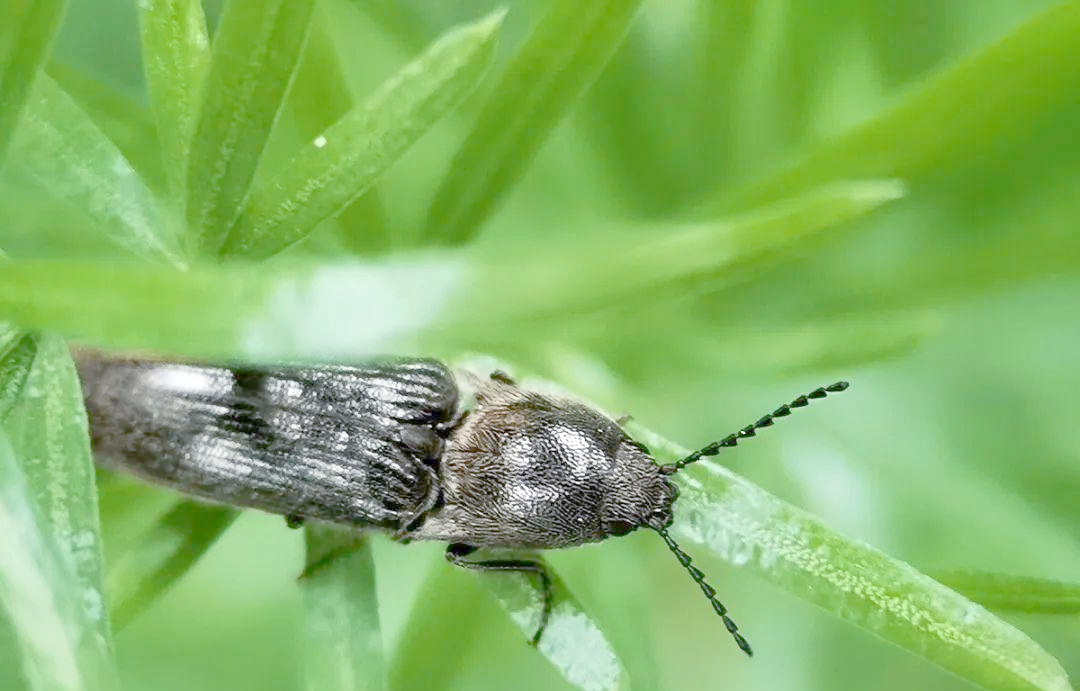 叩头虫:一种会"求饶"的甲虫,探索其独特的生活习性