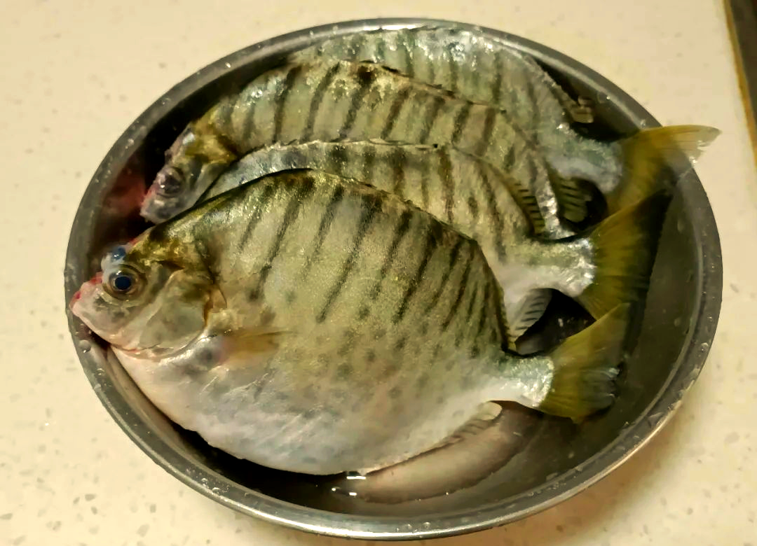 金鼓鱼与银鼓鱼的区别及购买指南
