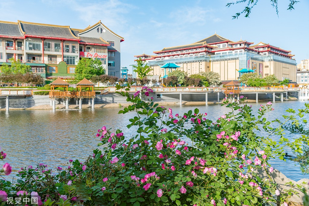 臨沂:夏日薔薇扮靚涑河兩岸