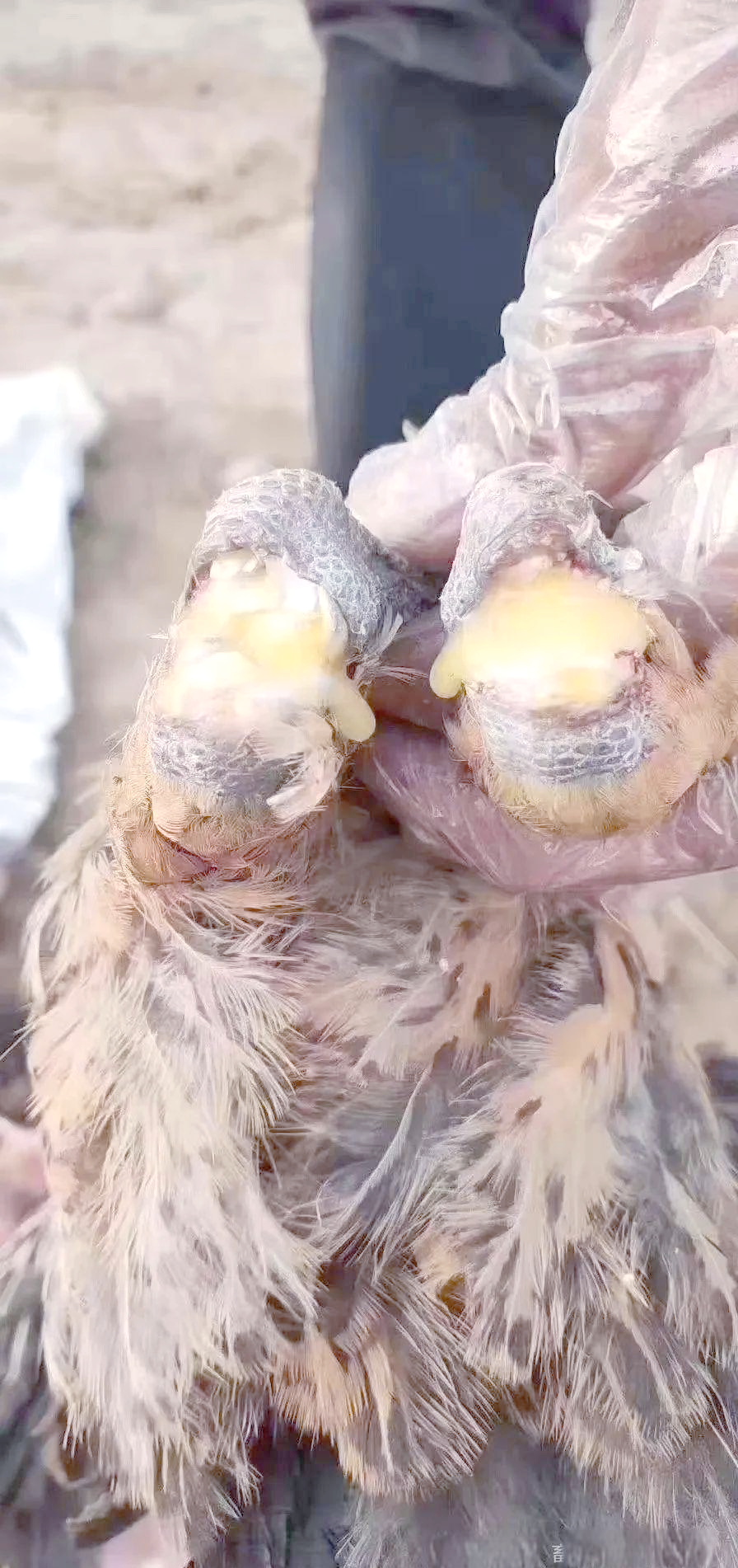 鸡鸭养殖:滑液囊支原体的症状与规避治疗指南