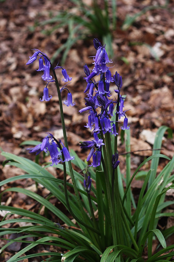 秋季种这些球根,起球能收获好多