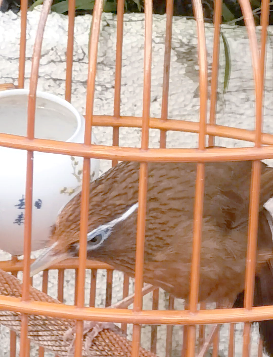 画眉鸟打斗:品相与策略的完美结合