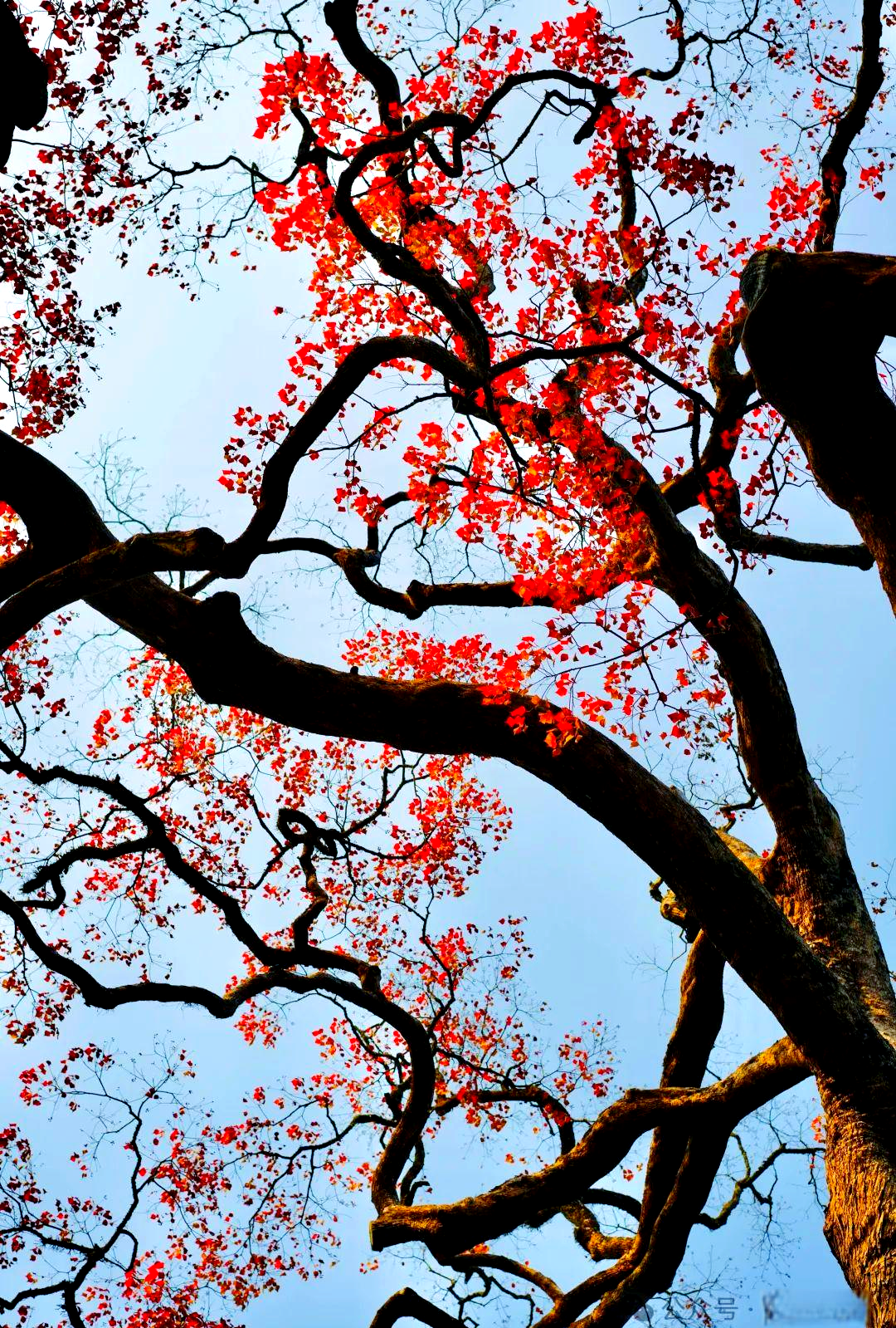 温州这棵千年乌桕红叶盛景,美得令人心醉!别错过!