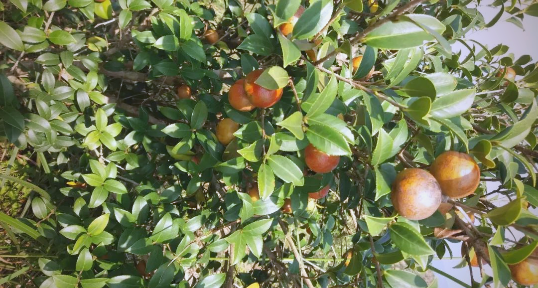 高产油茶树品种大全