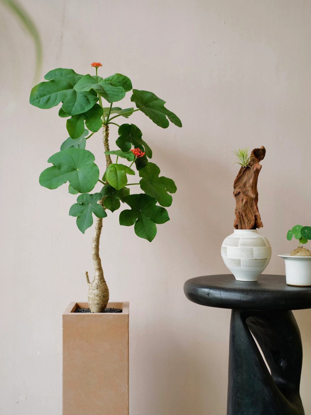 佛肚树怎么养?盆栽佛肚树的养殖方法和注意事项!