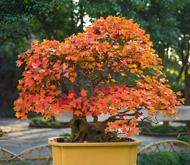 轻松制作,简易养护的三角枫盆景,让你无法抗拒红叶的魅力