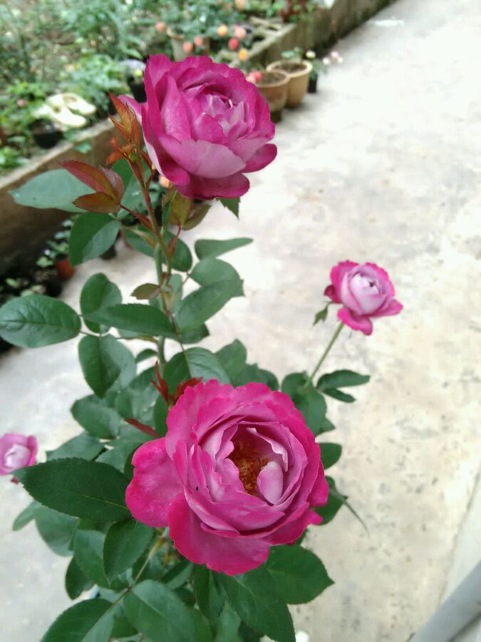 以香闻名的月季—羊脂香水,花美如芍药,芬芳馥郁,四季能赏花