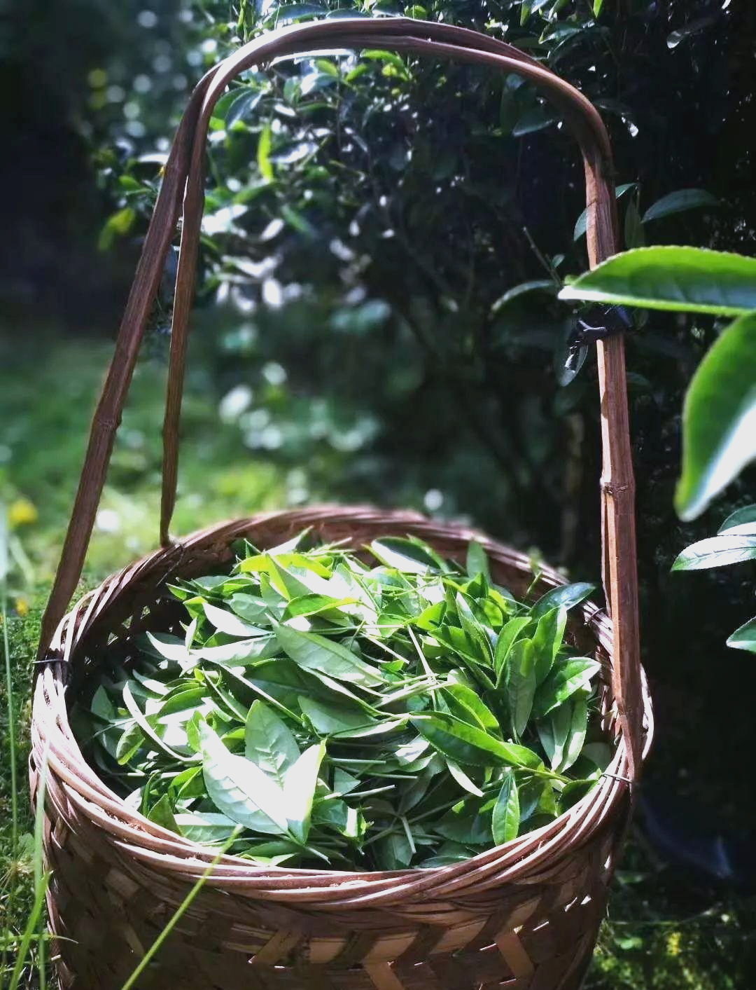大红袍茶的历史传承与全球影响