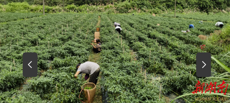沅陵县荔溪乡积极探索管控区种植新模式促进群众增收