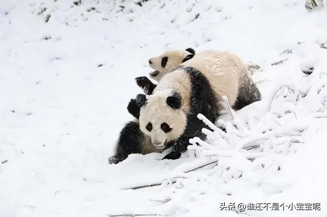 每天认识一只大熊猫——奇果,长相甜美,和妈妈一起卖惨走红网络