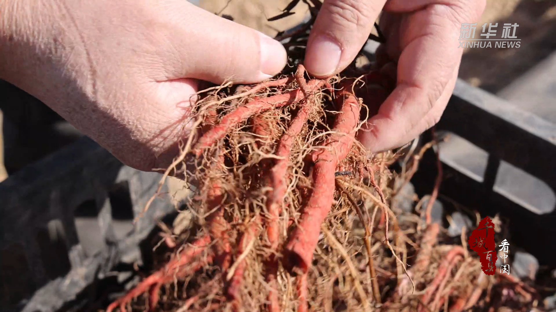 千城百县看中国|河北故城:春耕好时节 丹参种植忙