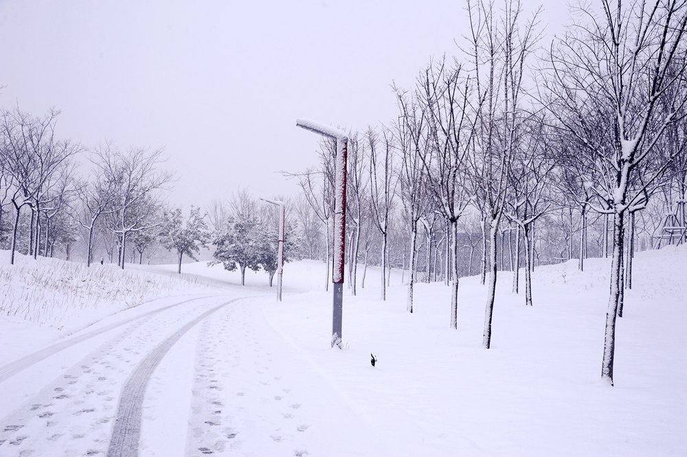 河南平顶山大雪纷飞 银装素裹