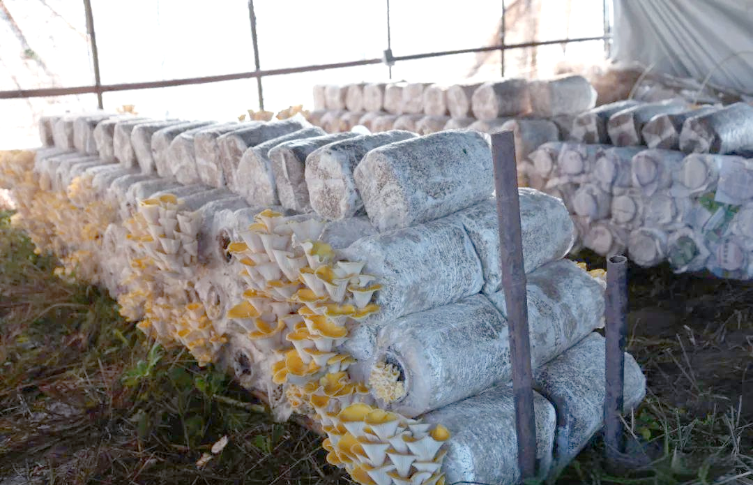 振太镇:榆黄菇种植成功,乡村振兴再添新篇章