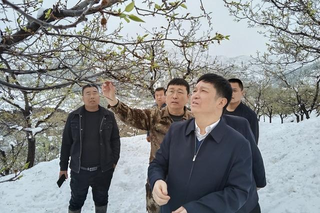 王书文调研雪后农业生产影响情况