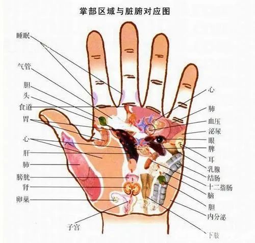 手部位名称 图解图片