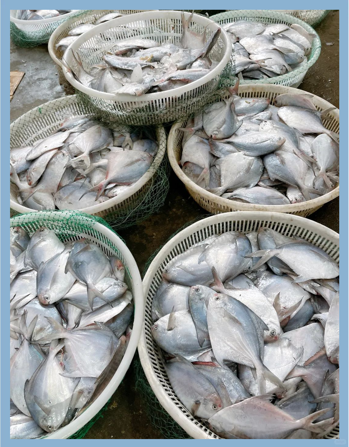 小晶鱼的多重美味吃法,哪一种是你的心仪之选