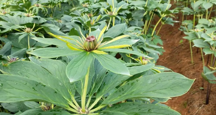 重楼有几个品种