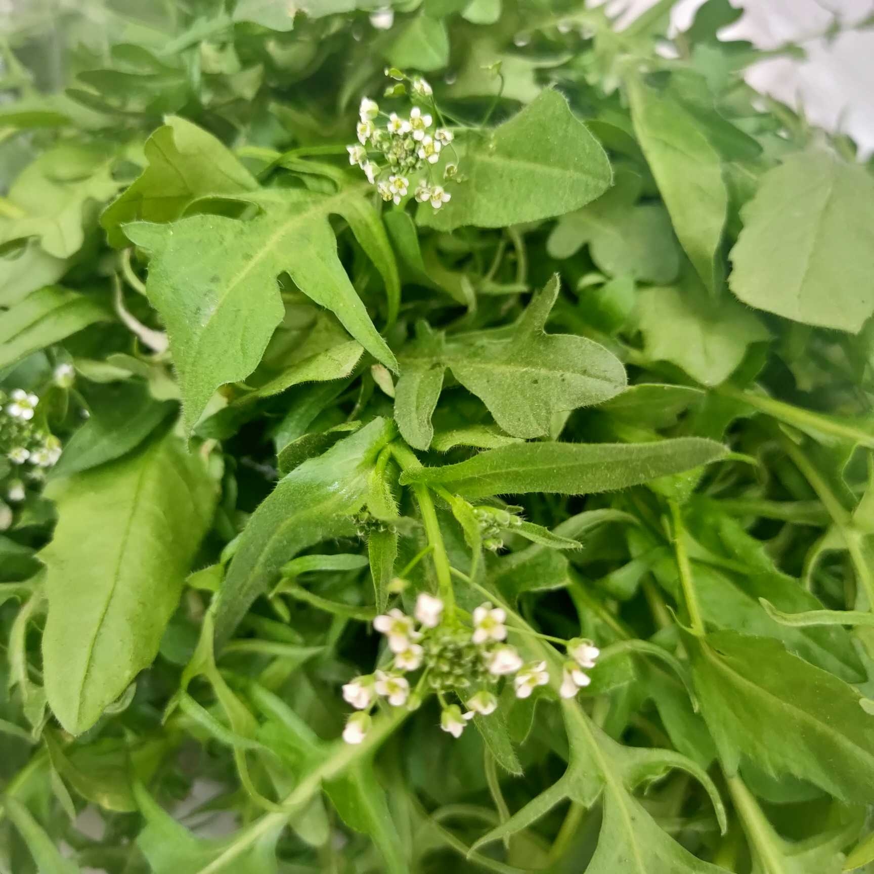 荠菜香香美时光