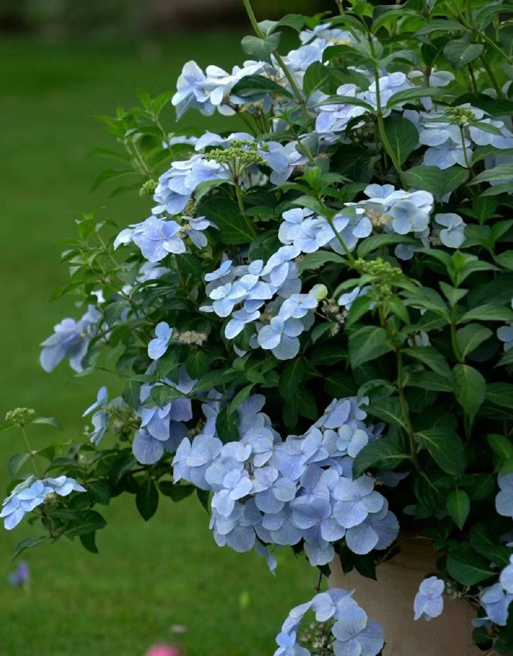 可爬藤可垂吊的绣球,是不是你心里那个它